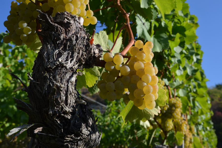 Silvaner Alte Reben
