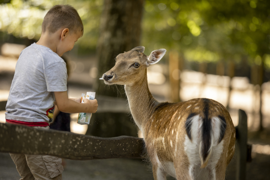 Wildpark-Bad-Mergentheim-Fütterung-Damwild_95A7328